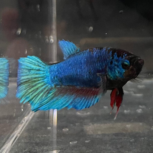 the-fish-farm Female Betta Female Betta - One Only - A Choose your own Female Betta at The Fish Farm Australia
