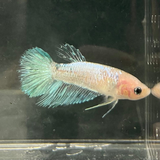 the-fish-farm Female Betta Female Betta - One Only - A Choose your own Female Betta at The Fish Farm Australia