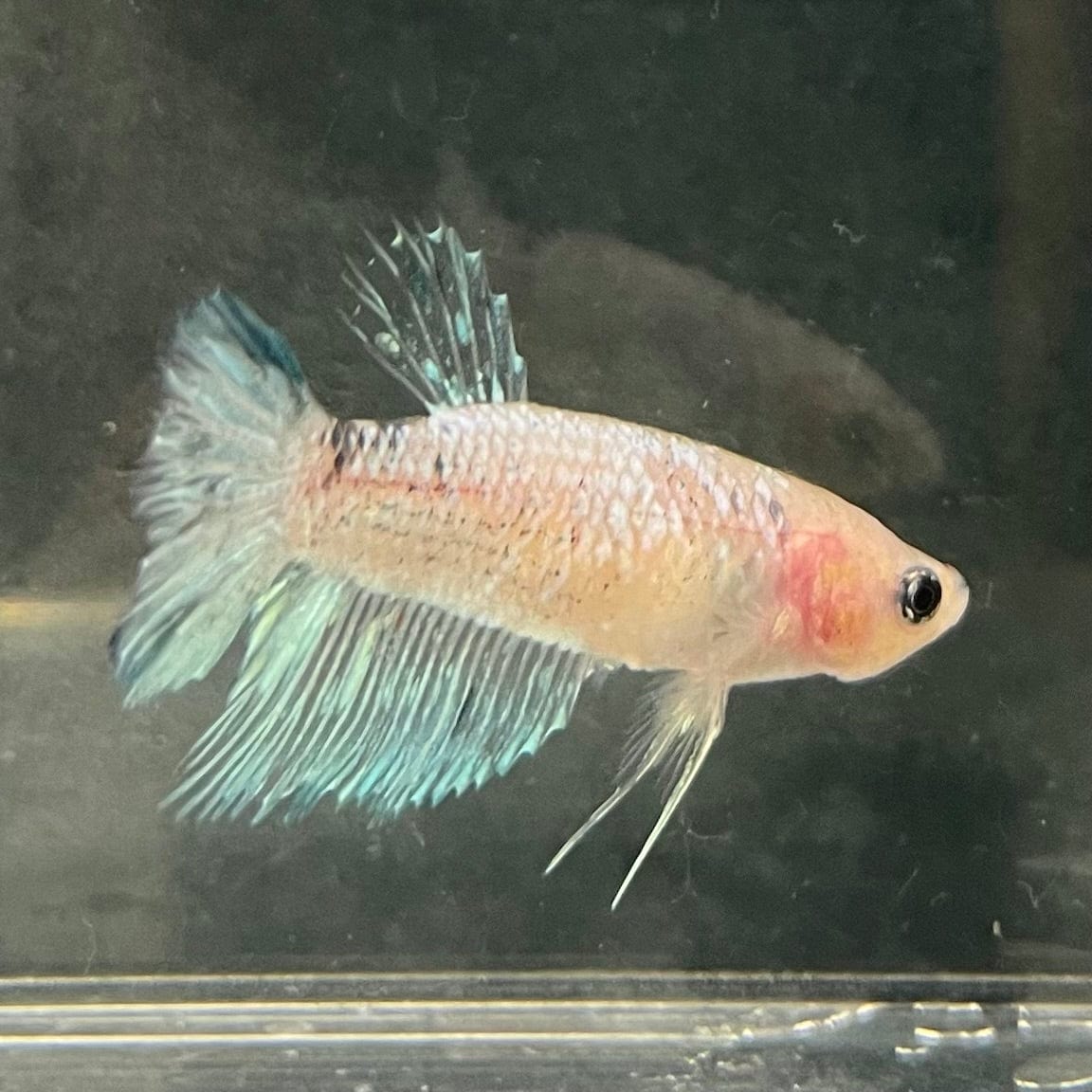 the-fish-farm Female Betta Female Betta - One Only - A Choose your own Female Betta at The Fish Farm Australia