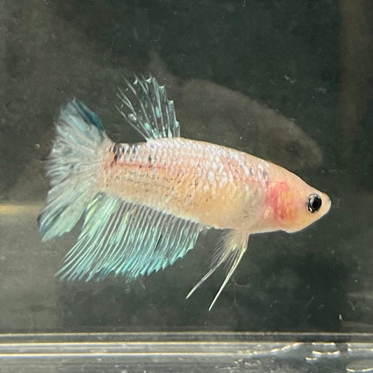 the-fish-farm Female Betta Female Betta - One Only - A Choose your own Female Betta at The Fish Farm Australia