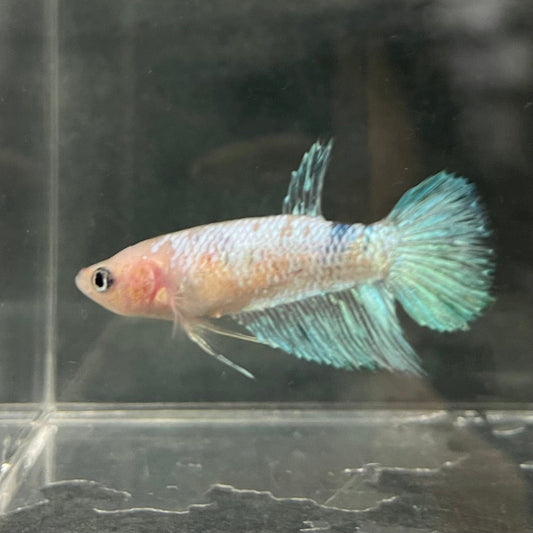 the-fish-farm Female Betta Female Betta - One Only - A Choose your own Female Betta at The Fish Farm Australia
