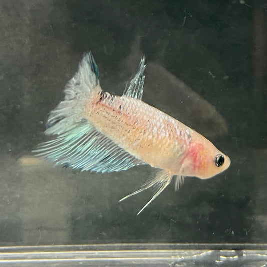 the-fish-farm Female Betta Female Betta - One Only - A Choose your own Female Betta at The Fish Farm Australia