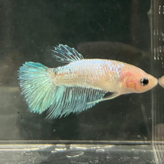 the-fish-farm Female Betta Female Betta - One Only - A Choose your own Female Betta at The Fish Farm Australia