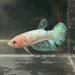 the-fish-farm Female Betta Female Betta - One Only - A Choose your own Female Betta at The Fish Farm Australia