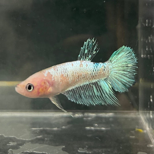 the-fish-farm Female Betta Female Betta - One Only - A Choose your own Female Betta at The Fish Farm Australia