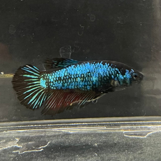 the-fish-farm Female Betta Female Betta - One Only - A Choose your own Female Betta at The Fish Farm Australia