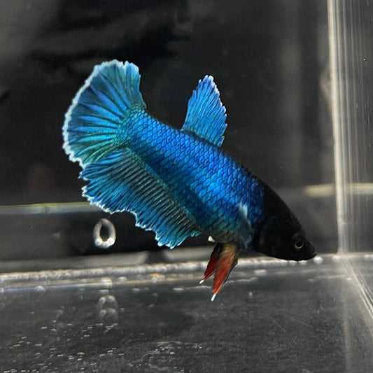 the-fish-farm Female Betta Female Betta - One Only - A Choose your own Female Betta at The Fish Farm Australia