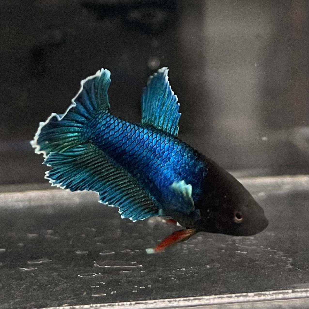 the-fish-farm Female Betta Female Betta - One Only - A Choose your own Female Betta at The Fish Farm Australia