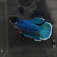 the-fish-farm Female Betta Female Betta - One Only - A Choose your own Female Betta at The Fish Farm Australia