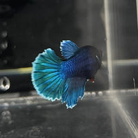 the-fish-farm Female Betta Female Betta - One Only - A Choose your own Female Betta at The Fish Farm Australia