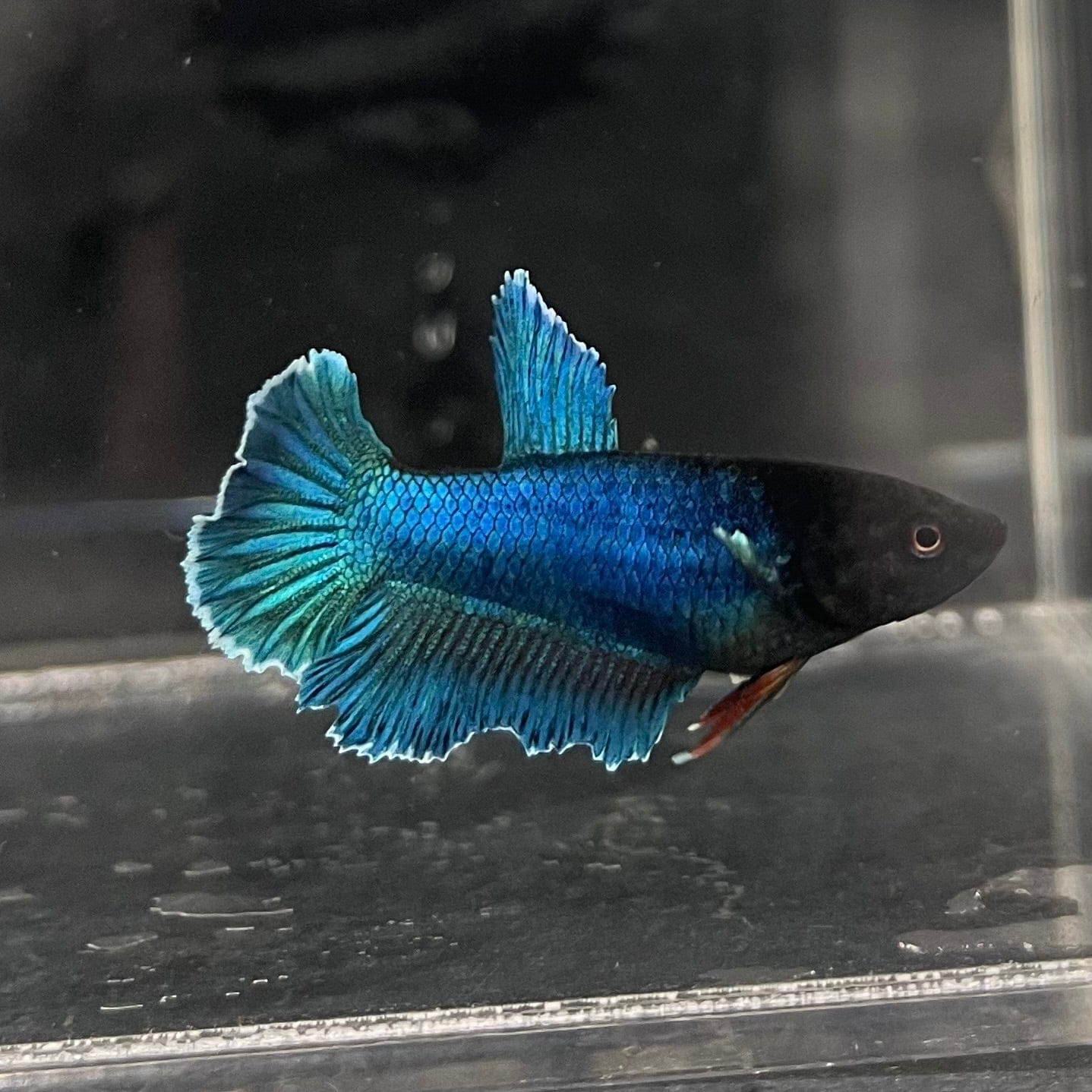 the-fish-farm Female Betta Female Betta - One Only - A Choose your own Female Betta at The Fish Farm Australia