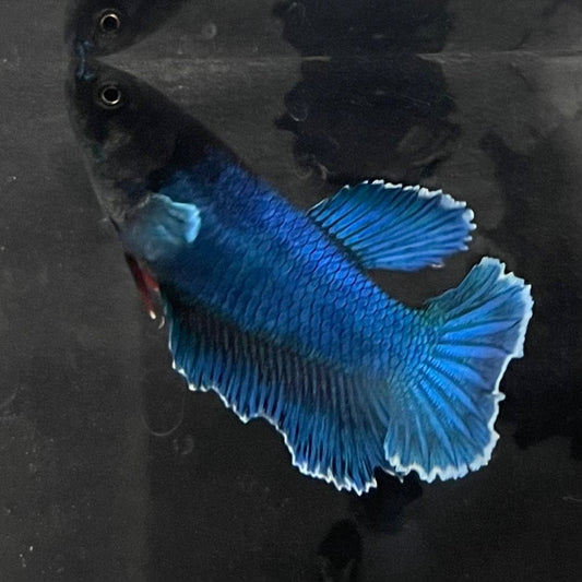 the-fish-farm Female Betta Female Betta - One Only - A Choose your own Female Betta at The Fish Farm Australia