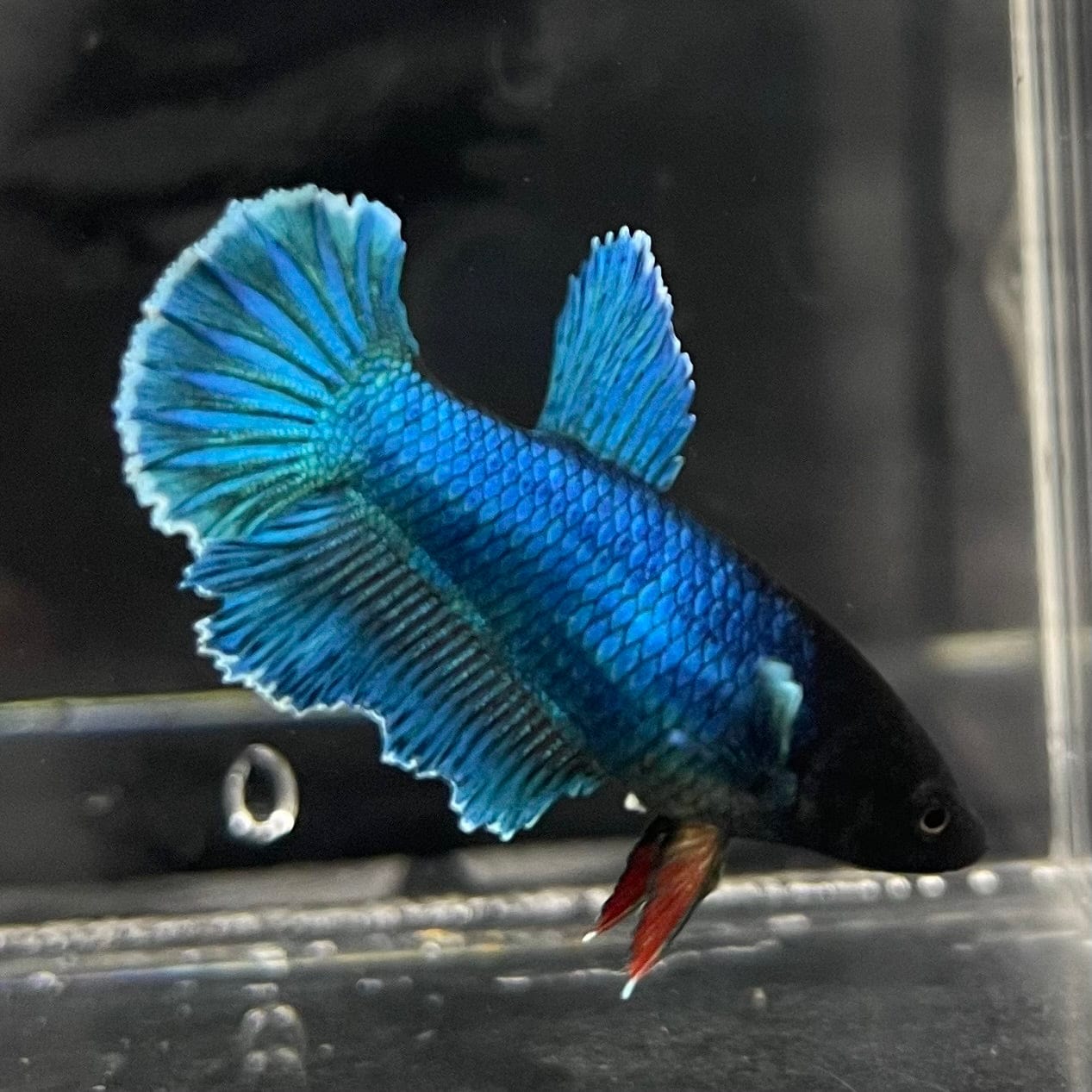 the-fish-farm Female Betta Female Betta - One Only - A Choose your own Female Betta at The Fish Farm Australia