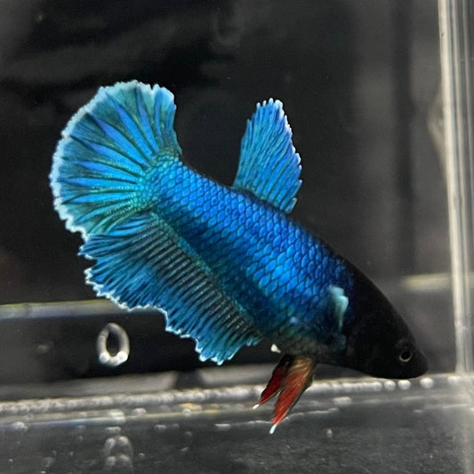 the-fish-farm Female Betta Female Betta - One Only - A Choose your own Female Betta at The Fish Farm Australia