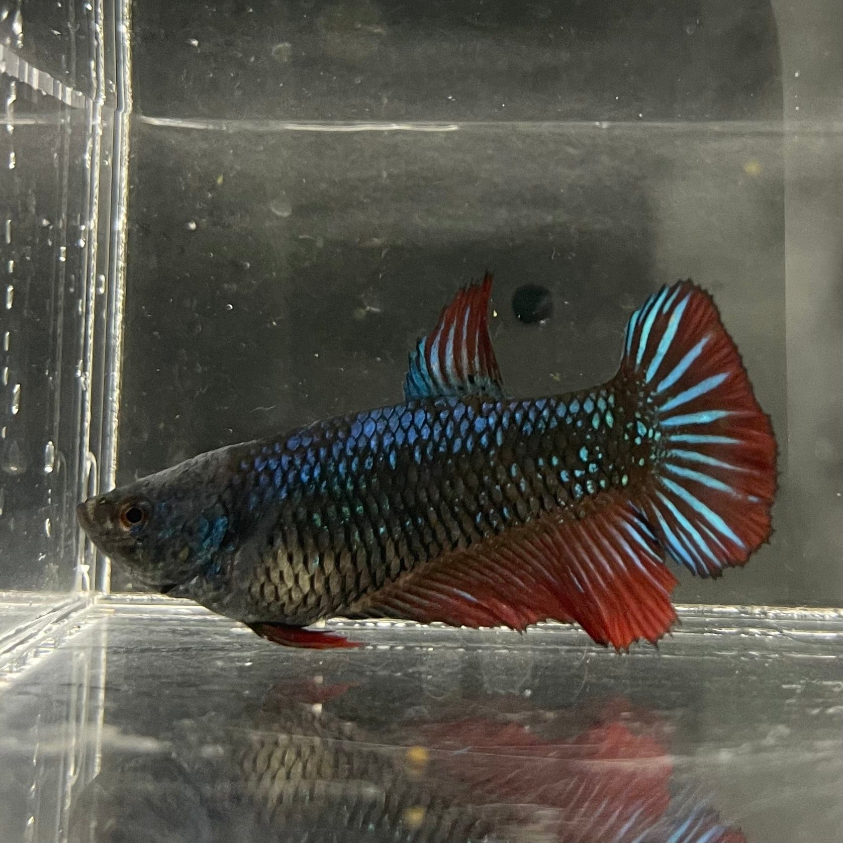 the-fish-farm Female Betta Female Betta - One Only - A Choose your own Female Betta at The Fish Farm Australia