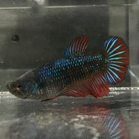 the-fish-farm Female Betta Female Betta - One Only - A Choose your own Female Betta at The Fish Farm Australia