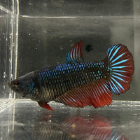 the-fish-farm Female Betta Female Betta - One Only - A Choose your own Female Betta at The Fish Farm Australia