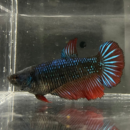 the-fish-farm Female Betta Female Betta - One Only - A Choose your own Female Betta at The Fish Farm Australia