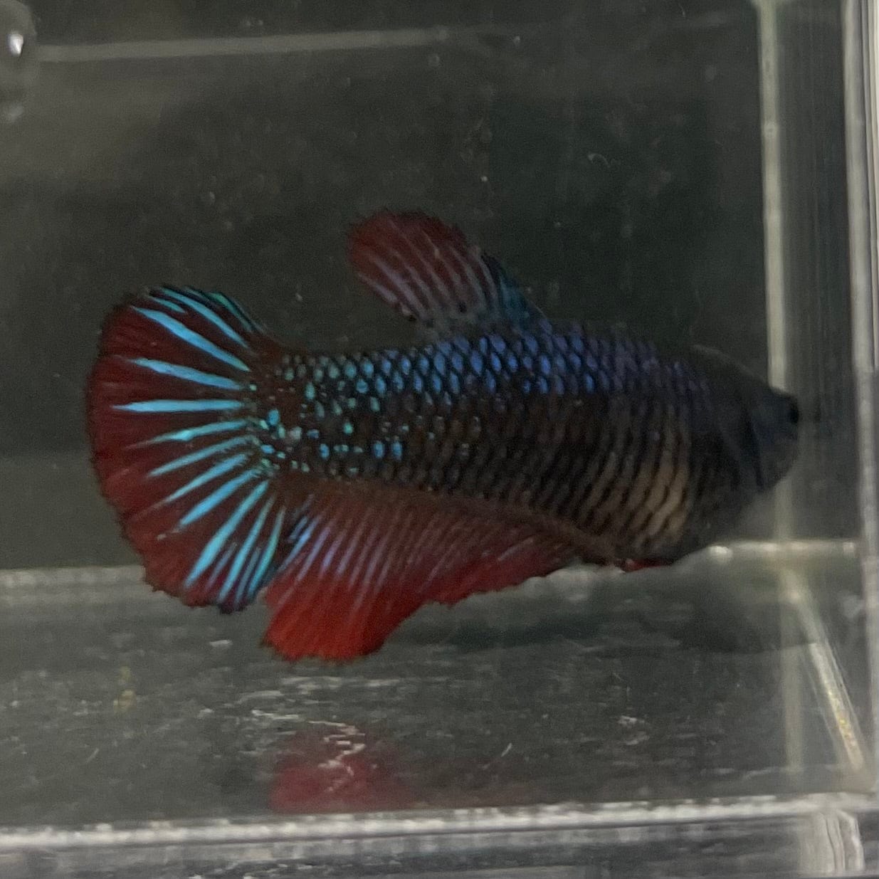 the-fish-farm Female Betta Female Betta - One Only - A Choose your own Female Betta at The Fish Farm Australia