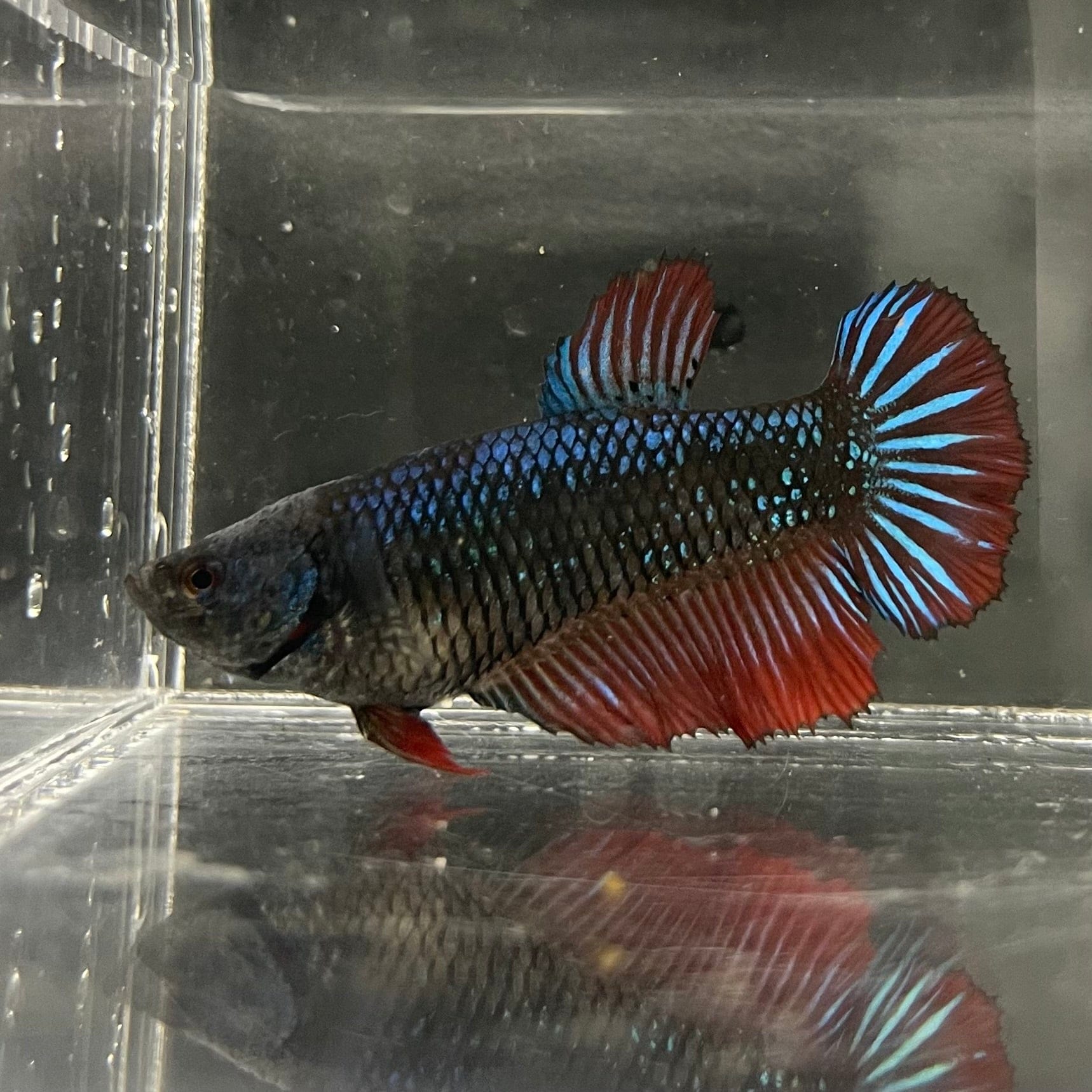 the-fish-farm Female Betta Female Betta - One Only - A Choose your own Female Betta at The Fish Farm Australia