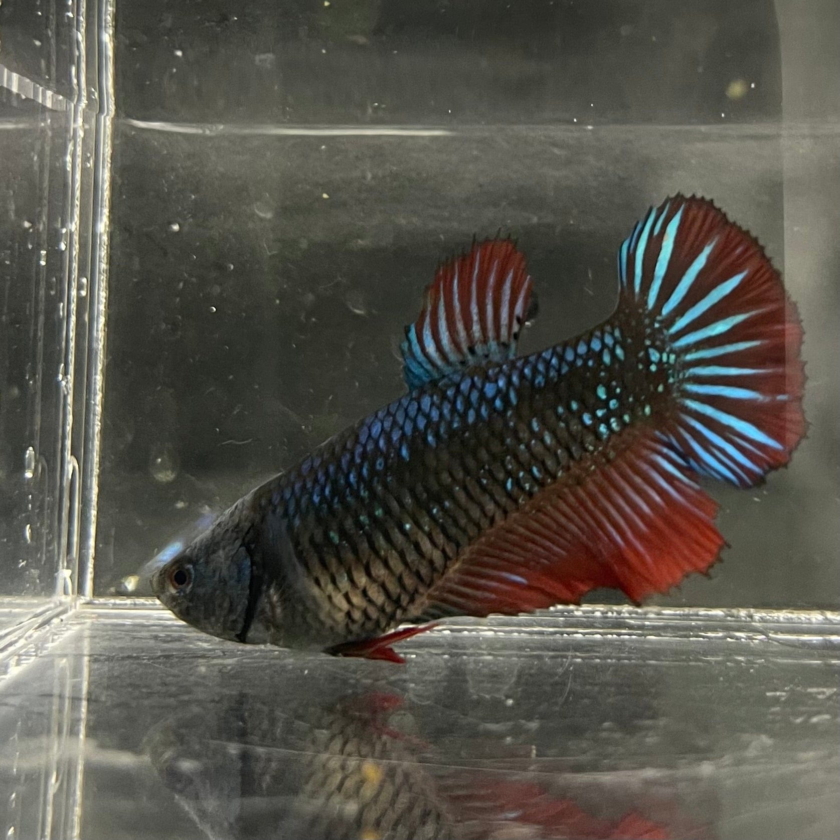 the-fish-farm Female Betta Female Betta - One Only - A Choose your own Female Betta at The Fish Farm Australia