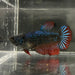 the-fish-farm Female Betta Female Betta - One Only - A Choose your own Female Betta at The Fish Farm Australia