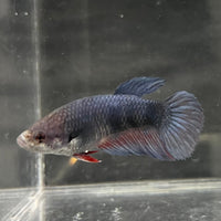 the-fish-farm Female Betta Female Betta - One Only - A Choose your own Female Betta at The Fish Farm Australia