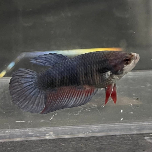 the-fish-farm Female Betta Female Betta - One Only - A Choose your own Female Betta at The Fish Farm Australia