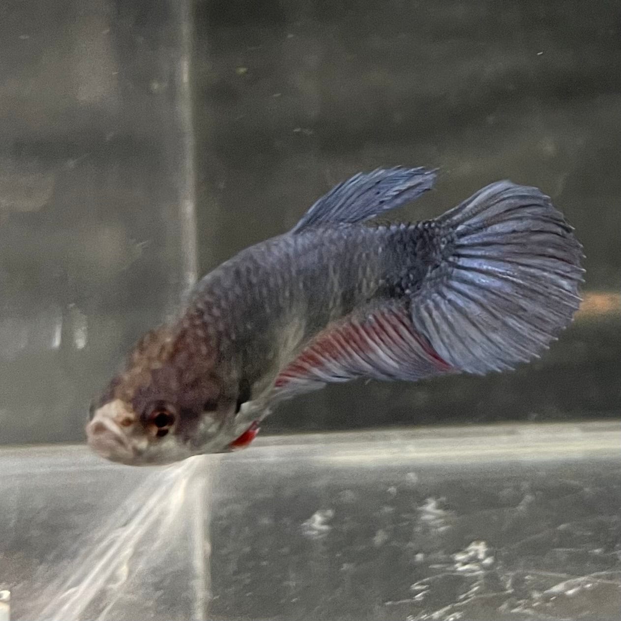 the-fish-farm Female Betta Female Betta - One Only - A Choose your own Female Betta at The Fish Farm Australia