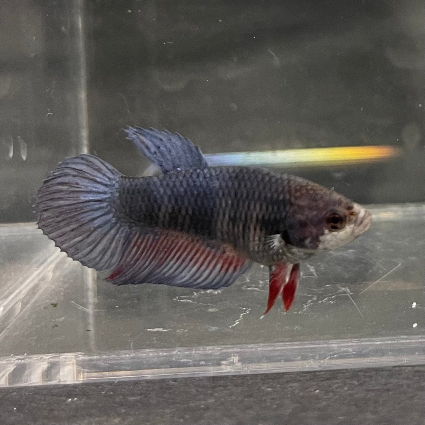 the-fish-farm Female Betta Female Betta - One Only - A Choose your own Female Betta at The Fish Farm Australia