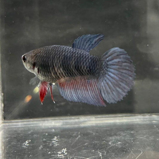 the-fish-farm Female Betta Female Betta - One Only - A Choose your own Female Betta at The Fish Farm Australia