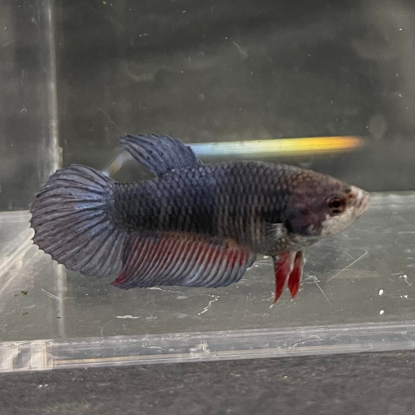 the-fish-farm Female Betta Female Betta - One Only - A Choose your own Female Betta at The Fish Farm Australia