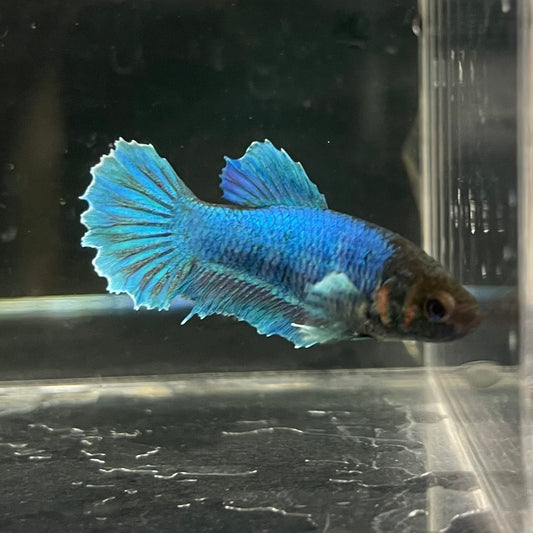 the-fish-farm Female Betta Female Betta - One Only - A Choose your own Female Betta at The Fish Farm Australia