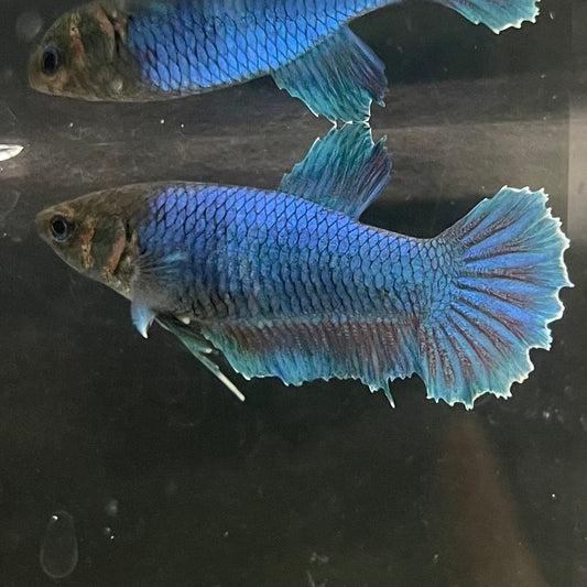the-fish-farm Female Betta Female Betta - One Only - A Choose your own Female Betta at The Fish Farm Australia