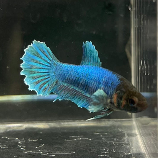 the-fish-farm Female Betta Female Betta - One Only - A Choose your own Female Betta at The Fish Farm Australia