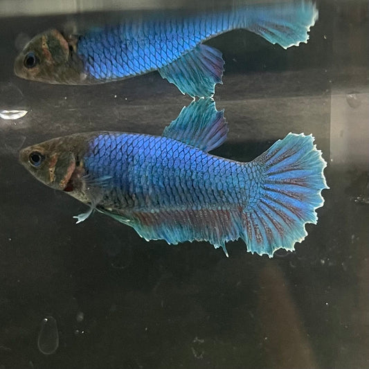the-fish-farm Female Betta Female Betta - One Only - A Choose your own Female Betta at The Fish Farm Australia
