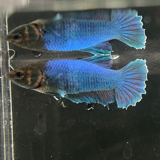 the-fish-farm Female Betta Female Betta - One Only - A Choose your own Female Betta at The Fish Farm Australia