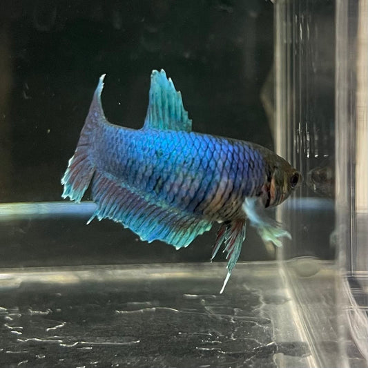 the-fish-farm Female Betta Female Betta - One Only - A Choose your own Female Betta at The Fish Farm Australia