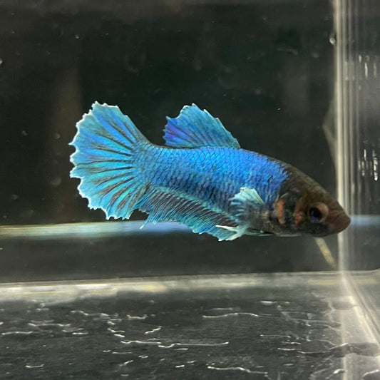the-fish-farm Female Betta Female Betta - One Only - A Choose your own Female Betta at The Fish Farm Australia