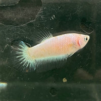 the-fish-farm Female Betta Female Betta - One Only - A Choose your own Female Betta at The Fish Farm Australia
