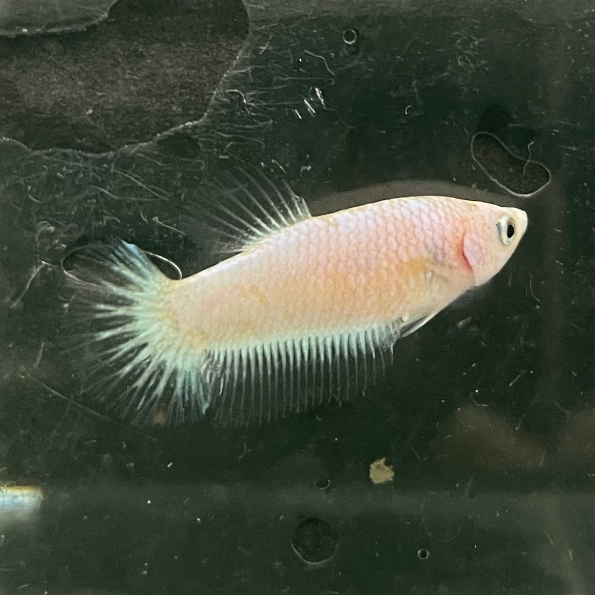 the-fish-farm Female Betta Female Betta - One Only - A Choose your own Female Betta at The Fish Farm Australia