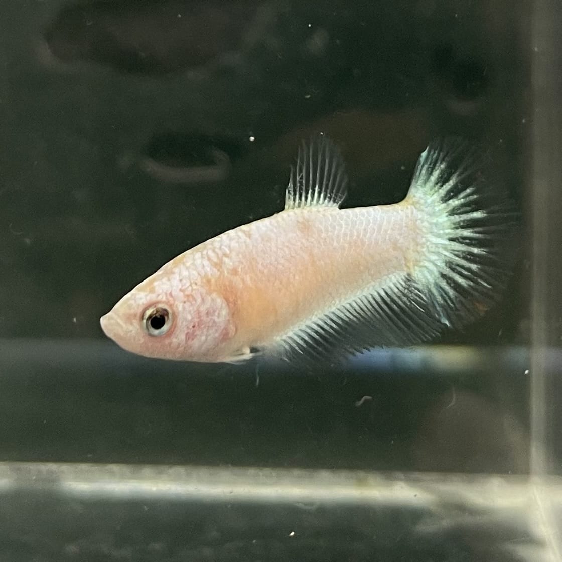 the-fish-farm Female Betta Female Betta - One Only - A Choose your own Female Betta at The Fish Farm Australia