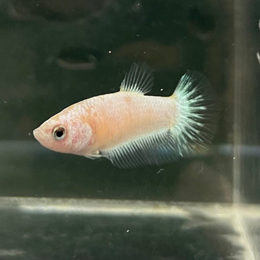 the-fish-farm Female Betta Female Betta - One Only - A Choose your own Female Betta at The Fish Farm Australia