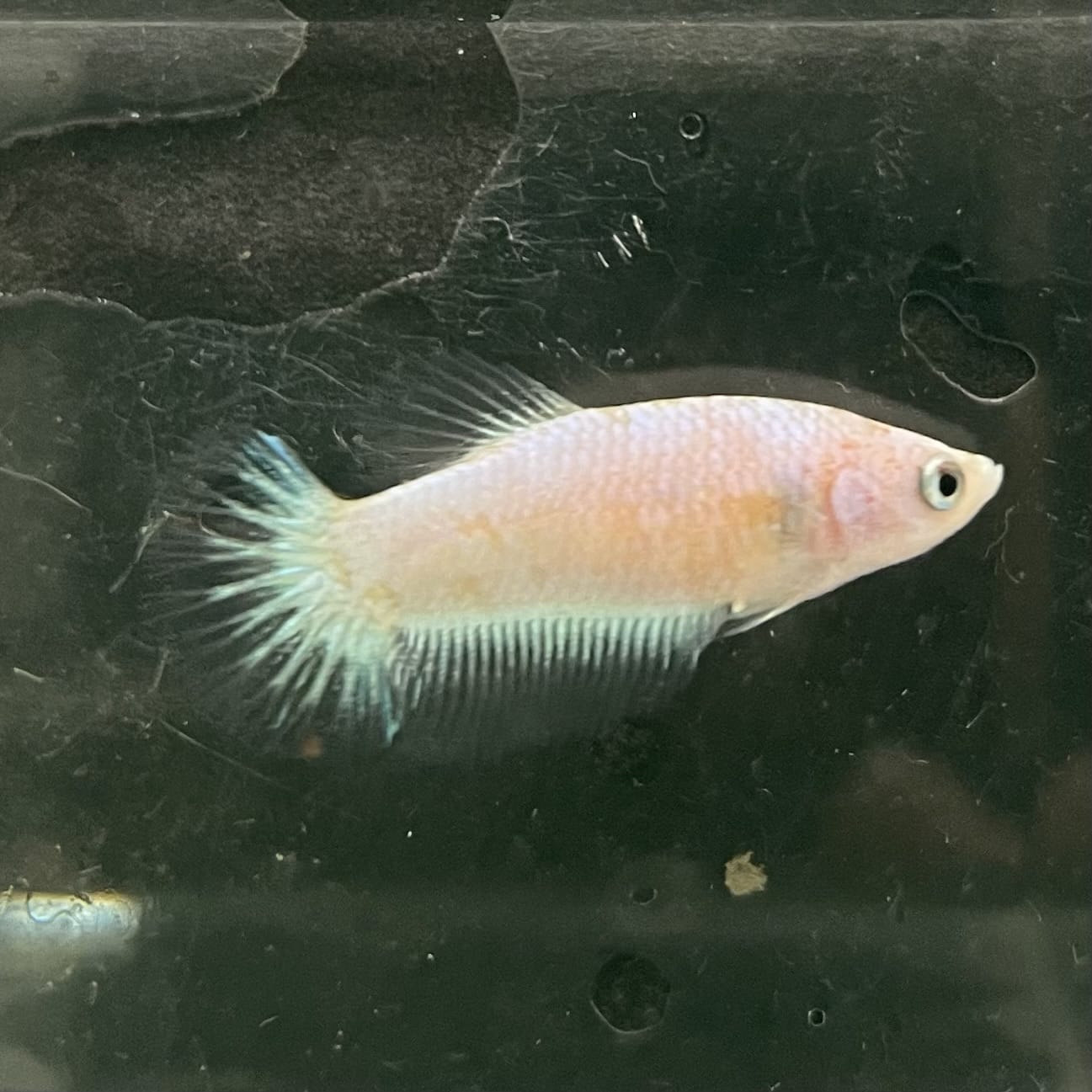 the-fish-farm Female Betta Female Betta - One Only - A Choose your own Female Betta at The Fish Farm Australia