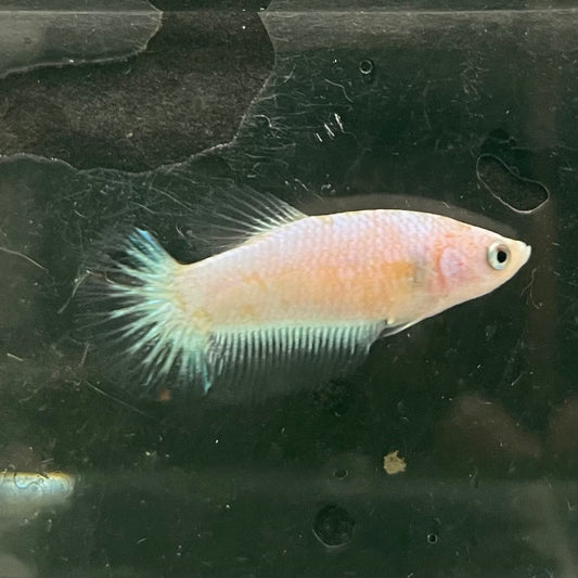 the-fish-farm Female Betta Female Betta - One Only - A Choose your own Female Betta at The Fish Farm Australia