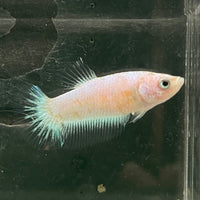 the-fish-farm Female Betta Female Betta - One Only - A Choose your own Female Betta at The Fish Farm Australia
