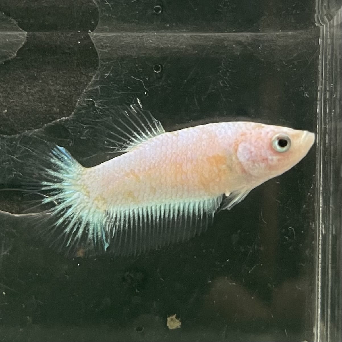 the-fish-farm Female Betta Female Betta - One Only - A Choose your own Female Betta at The Fish Farm Australia