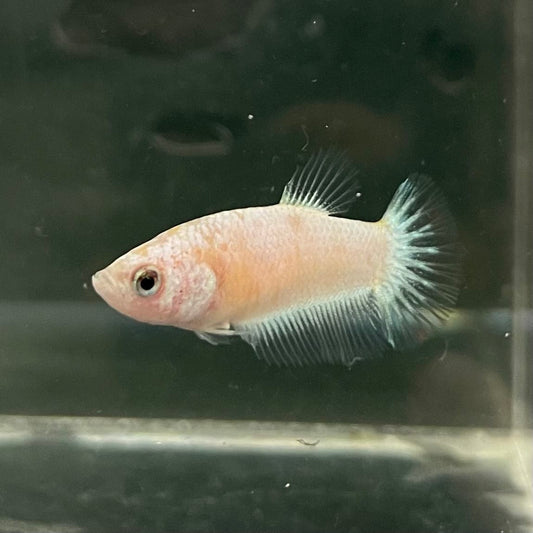 the-fish-farm Female Betta Female Betta - One Only - A Choose your own Female Betta at The Fish Farm Australia