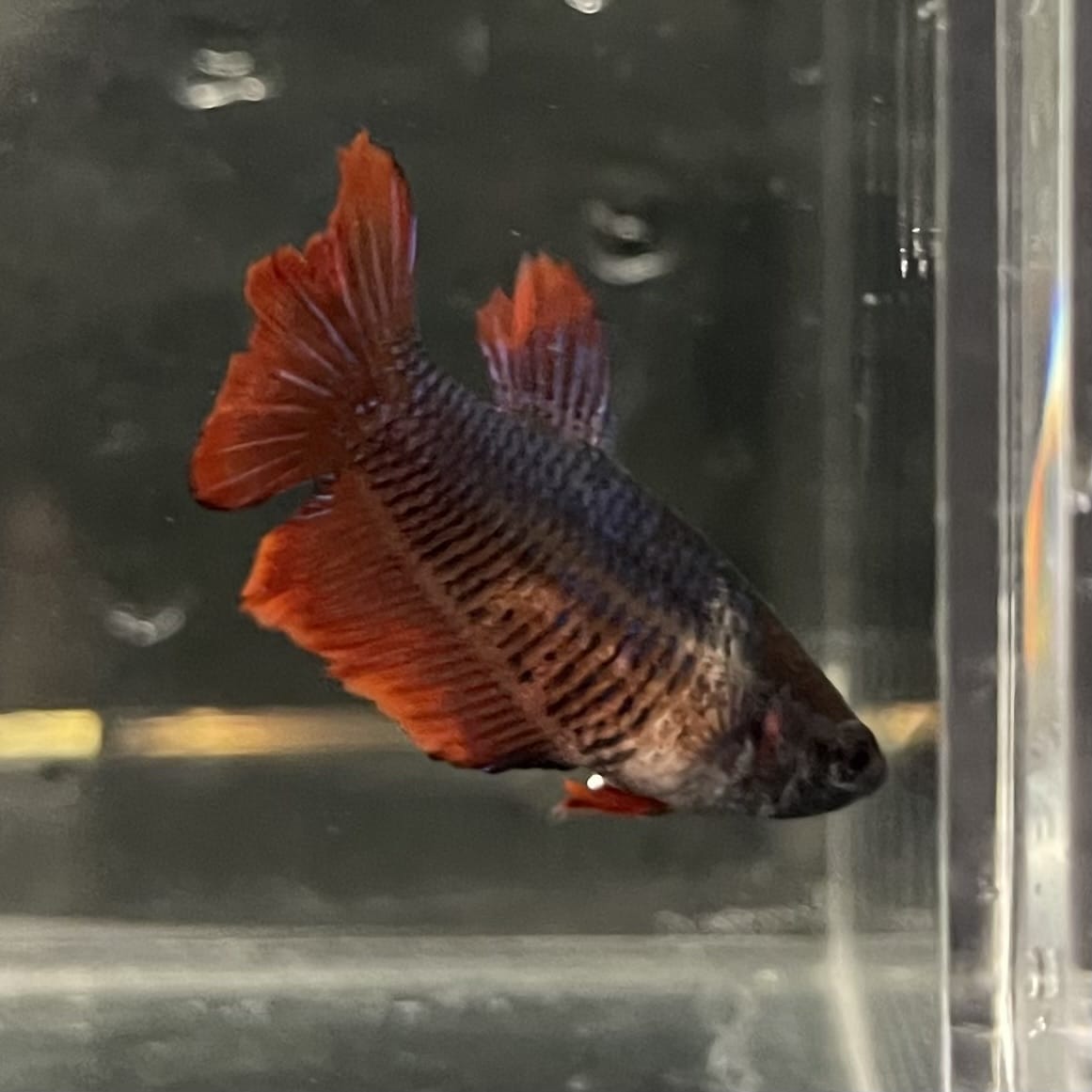 the-fish-farm Female Betta Female Betta - One Only - A Choose your own Female Betta at The Fish Farm Australia