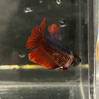 the-fish-farm Female Betta Female Betta - One Only - A Choose your own Female Betta at The Fish Farm Australia